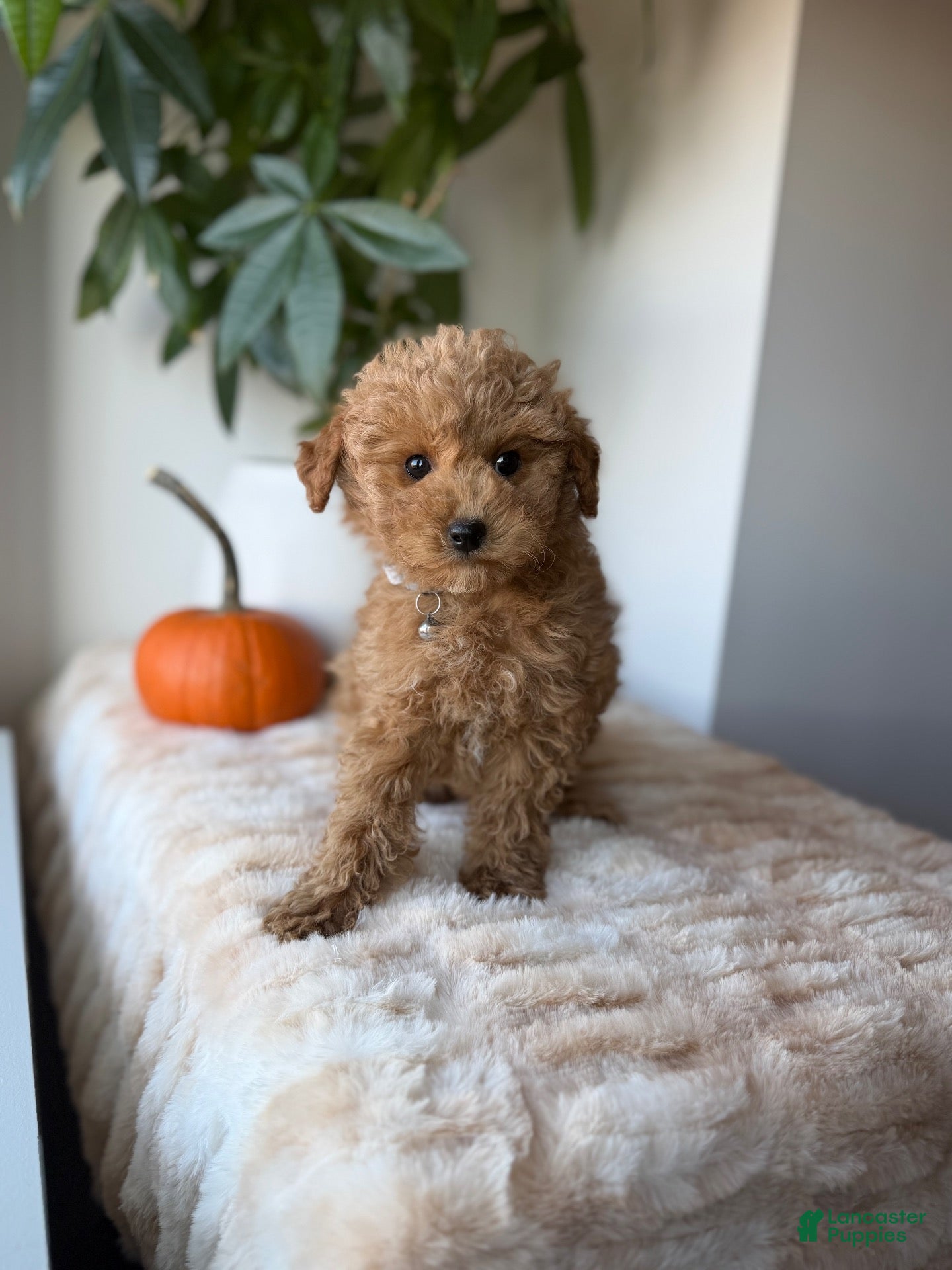 Maltipoo dogs for sale: Toby - Ad 22