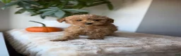 Maltipoo dogs for sale: Toby - Ad 1