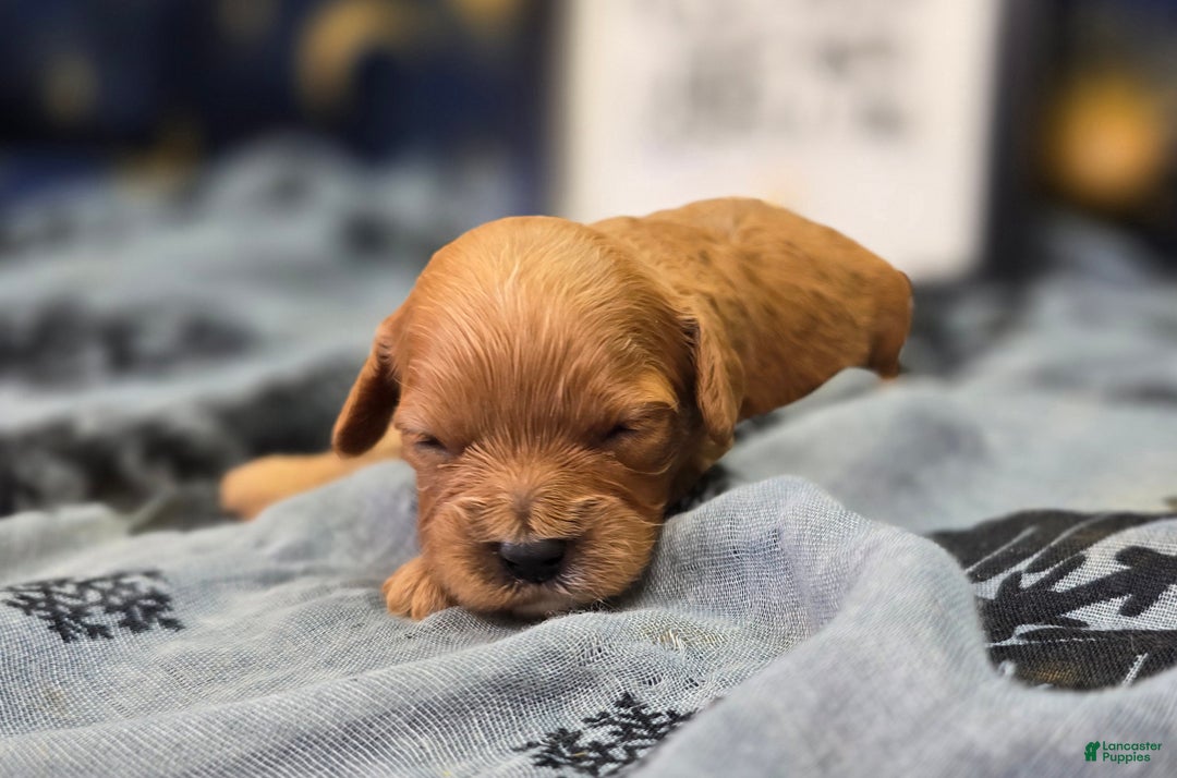 Cavapoo dogs for sale: Beanie - Ad 1