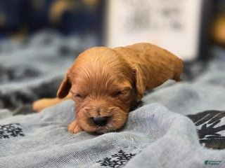 Cavapoo dogs Beanie - Ad 13