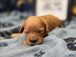 Cavapoo dogs Beanie - Ad 28