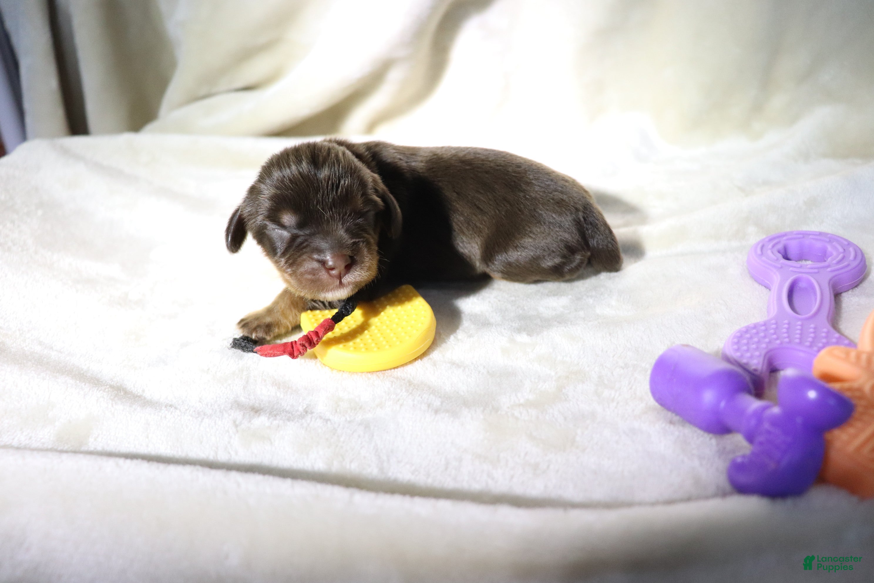 King Charles Spaniel dogs Male Puppy Red - Ad 37