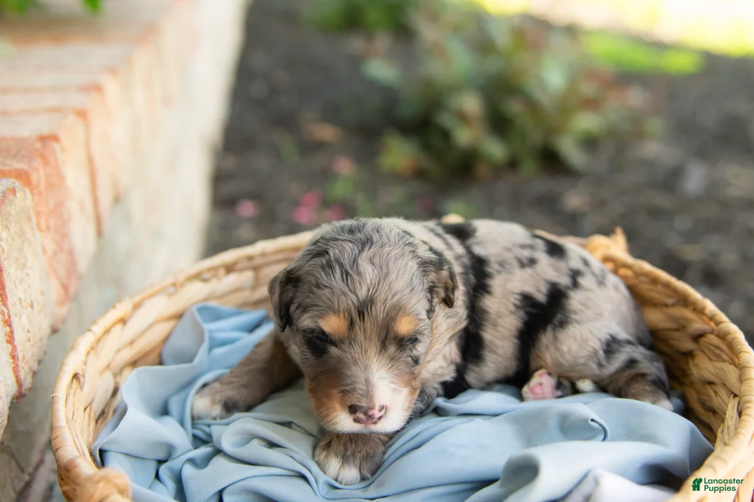 Bernedoodle dogs for sale: Winston - Ad 2