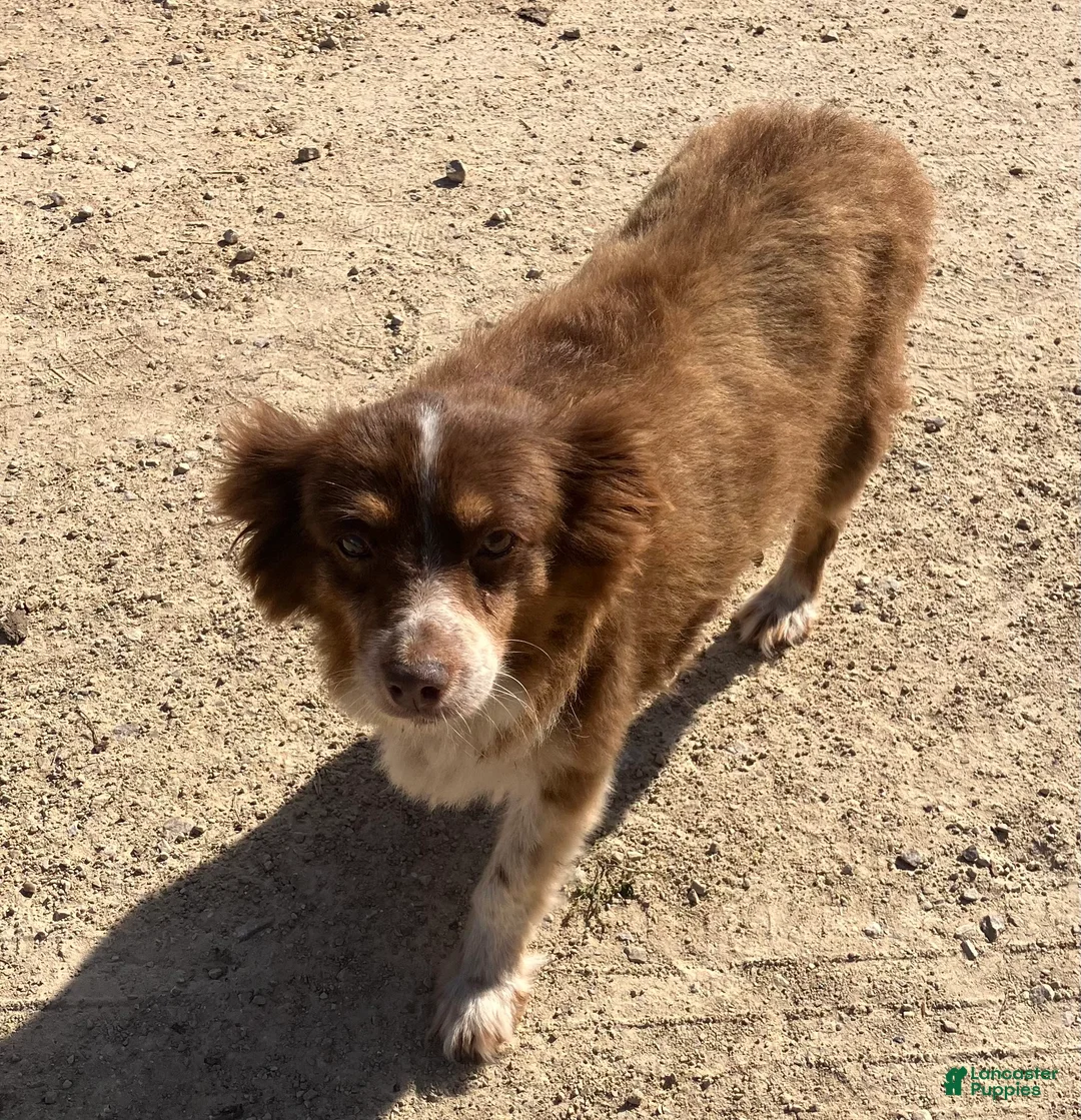Toy Australian Shepherd dogs for sale: Toy Australian Shepherd 1 - Ad 9