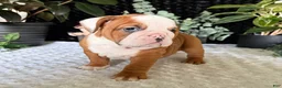 English Bulldog dogs for sale: Dottie - Ad 4