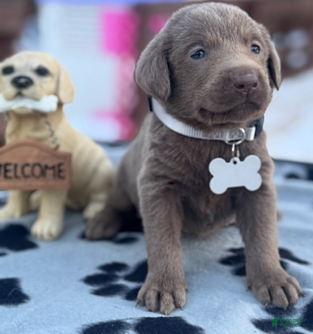 Labrador Retriever dogs for sale: Labrador Retriever Puppy 1 - Ad 12