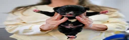 Presa Canario dogs for sale: Mr Neon  - Ad 114
