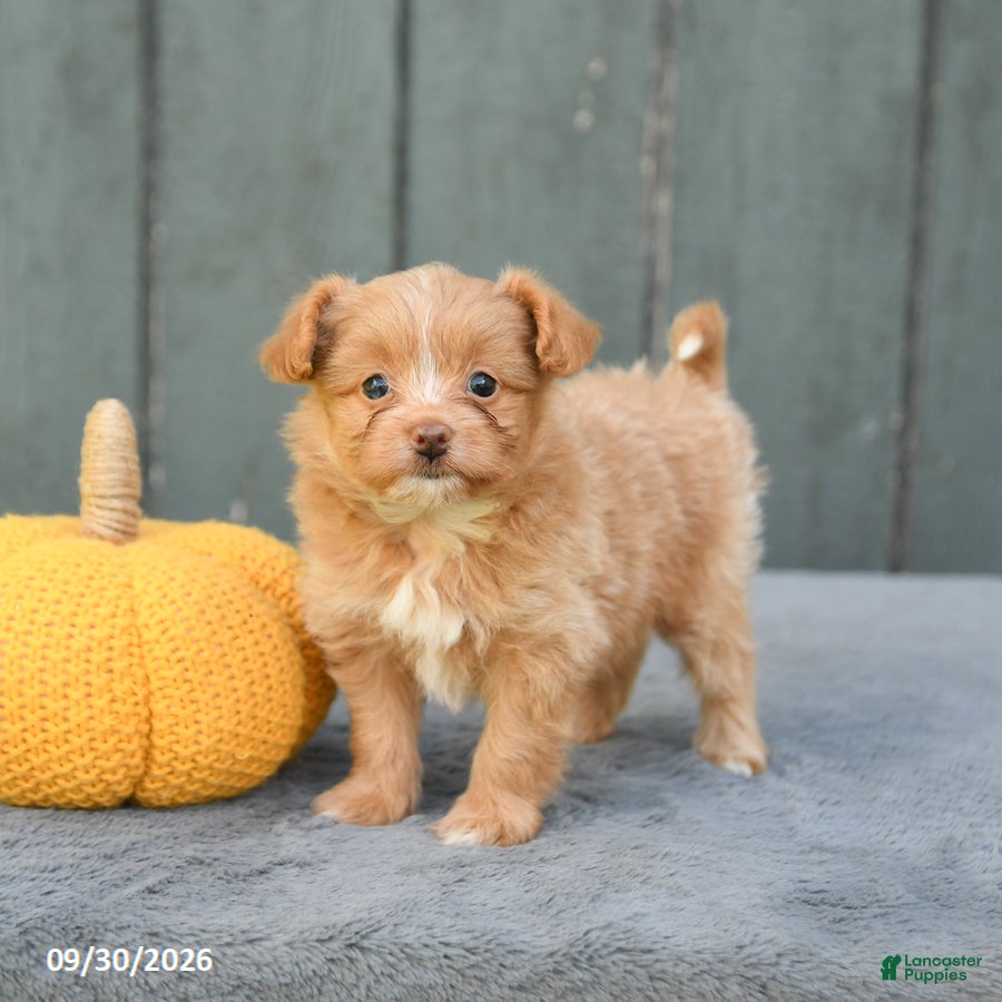 Pomapoo dogs Jemma - Ad 1