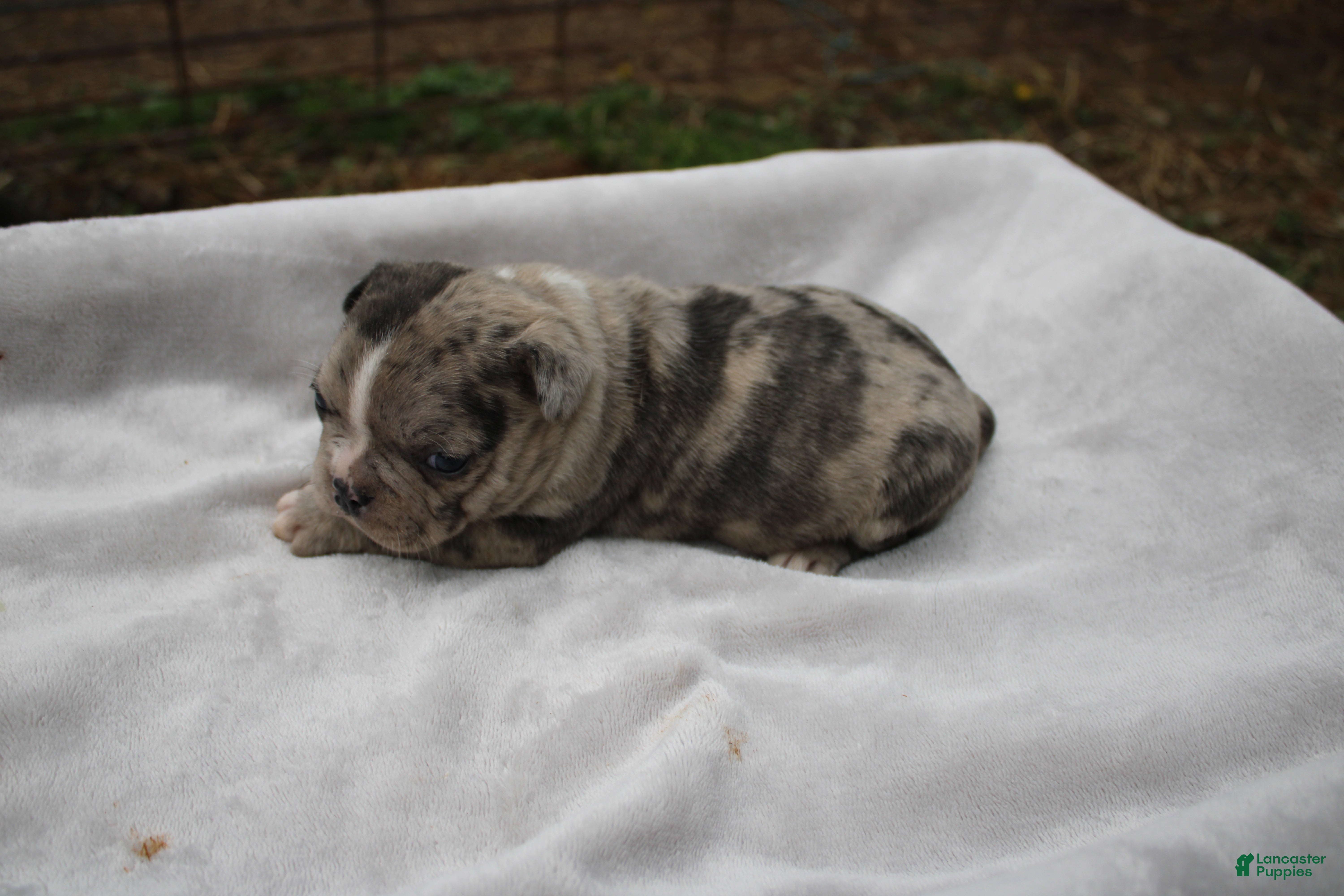 Frenchton dogs Angel - Ad 1