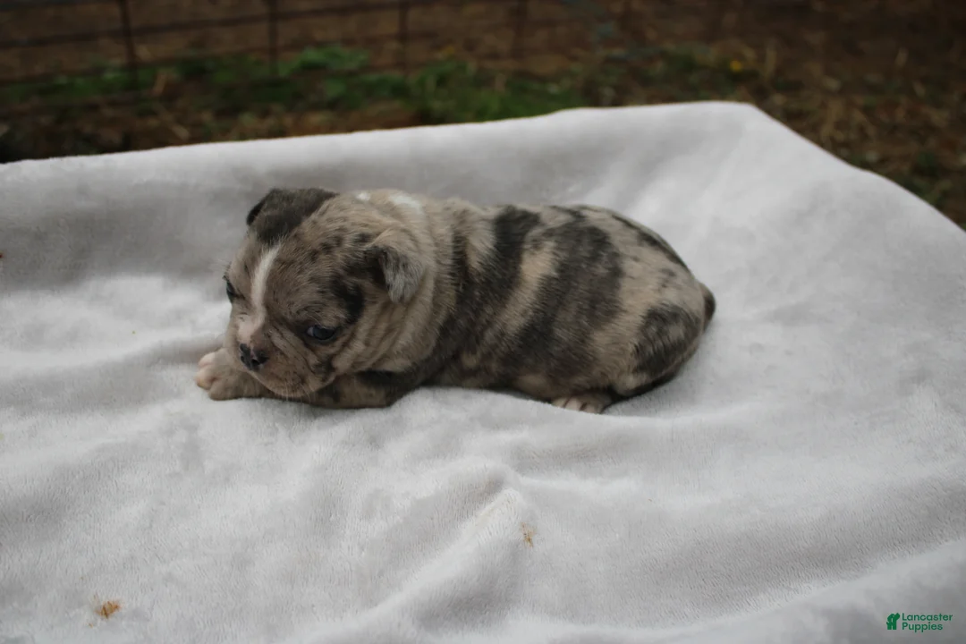 Frenchton dogs for sale: Angel - Ad 1