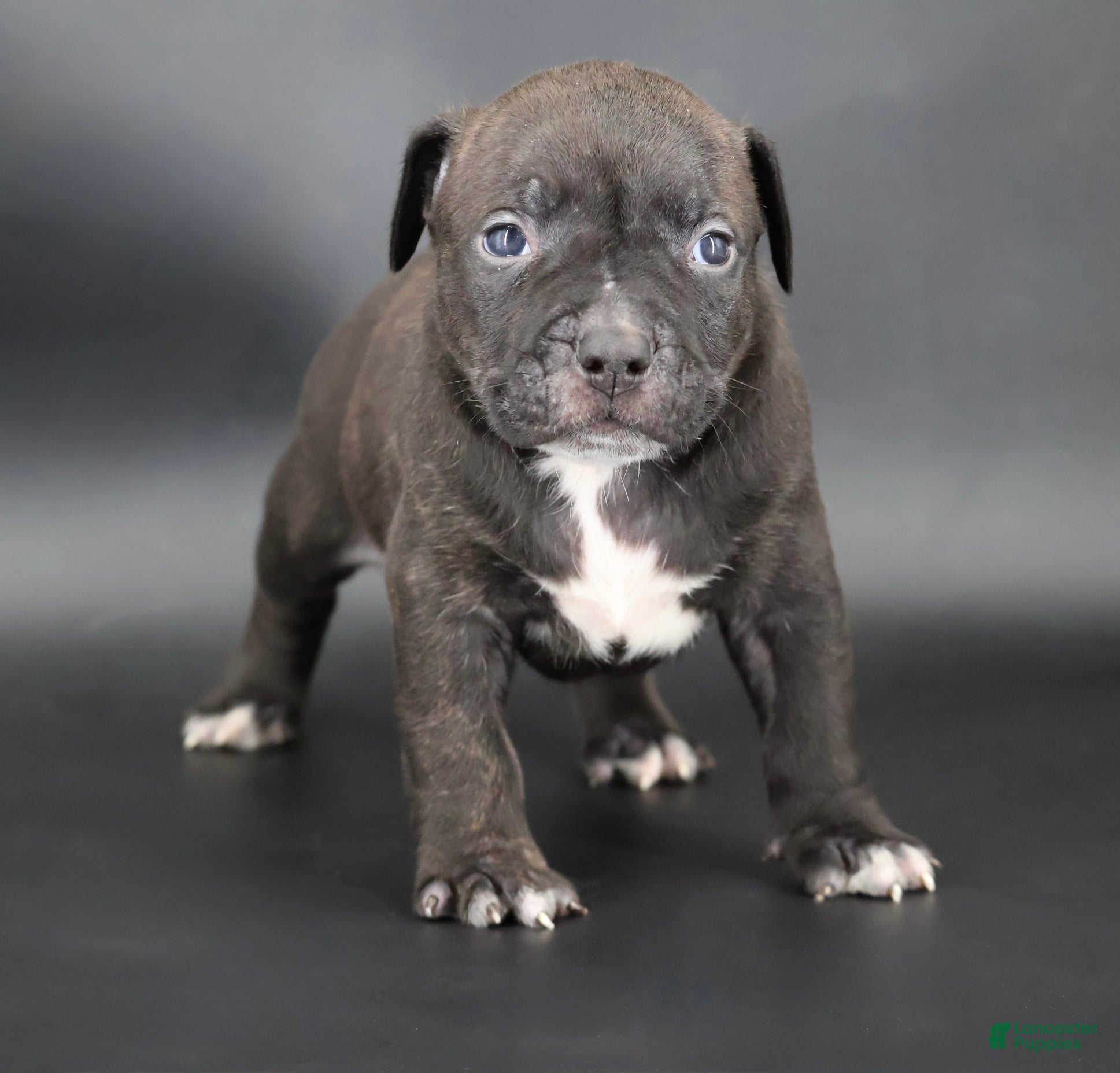 American Bully dogs Osiris - XL - ABKC - Ad 1