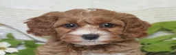 Cockapoo dogs for sale: Julie  - Ad 5