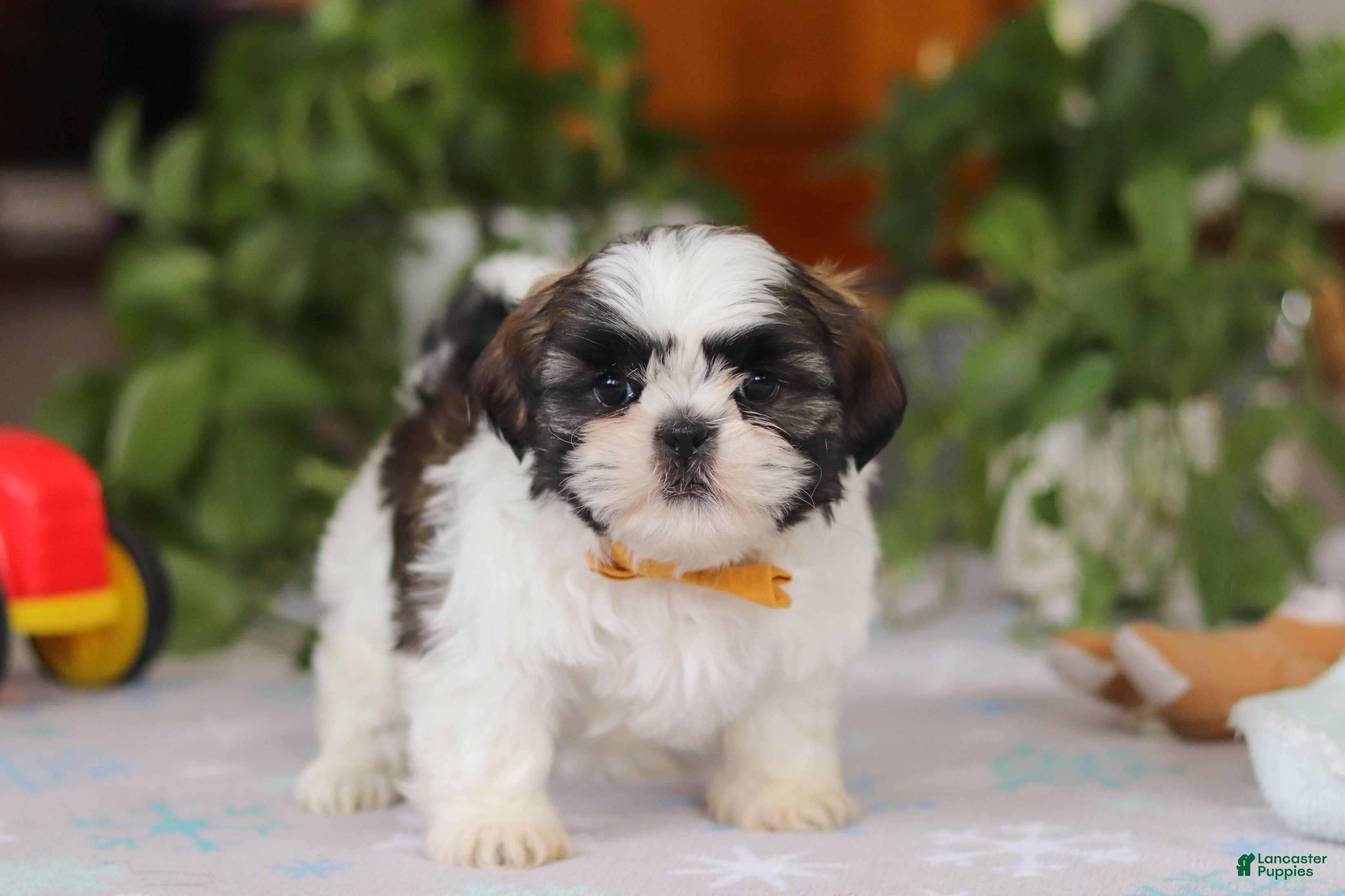 Shih Tzu dogs Liam - Ad 2