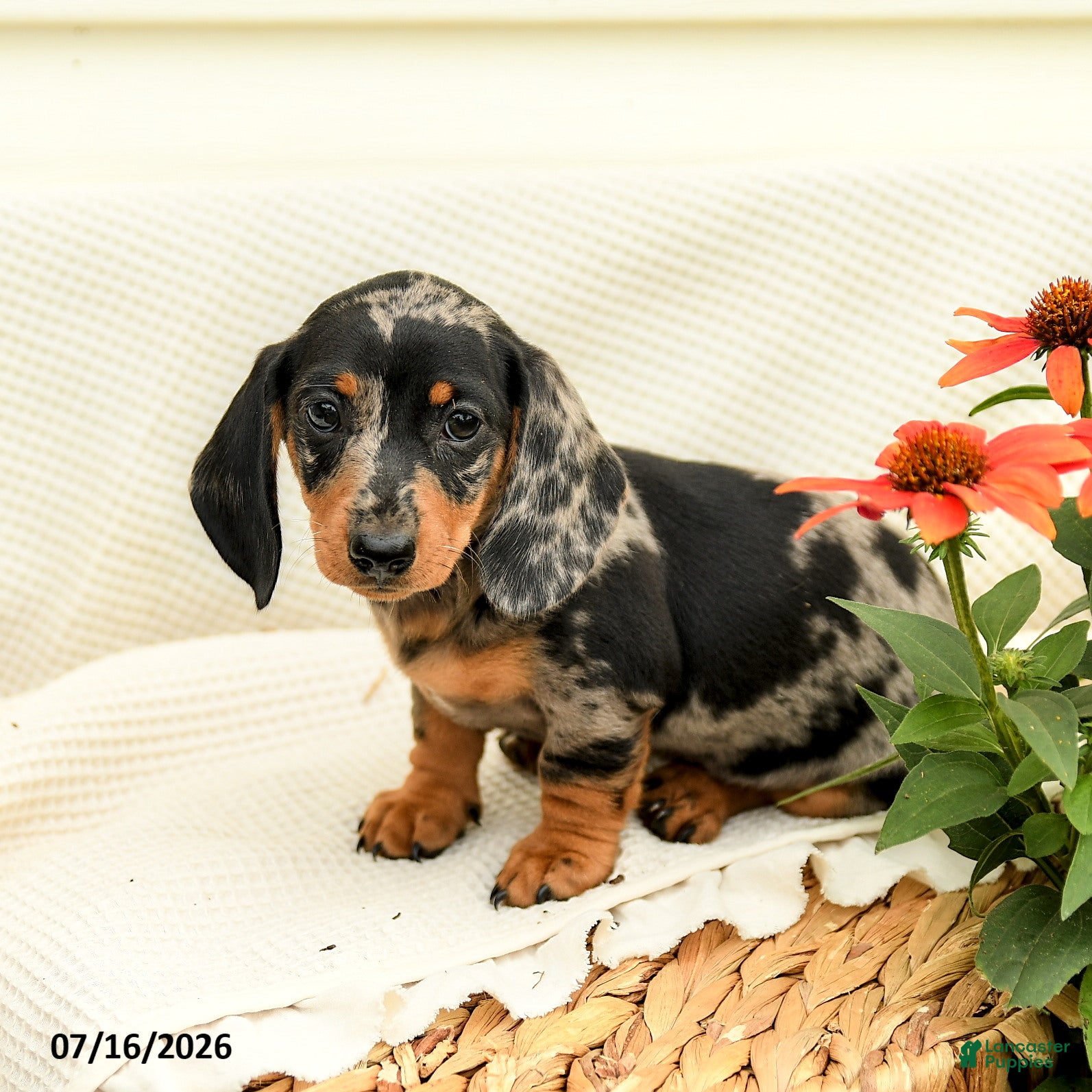 Miniature Dachshund dogs Gypsy  - Ad 2
