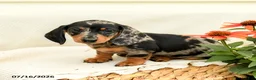 Miniature Dachshund dogs for sale: Gypsy  - Ad 2