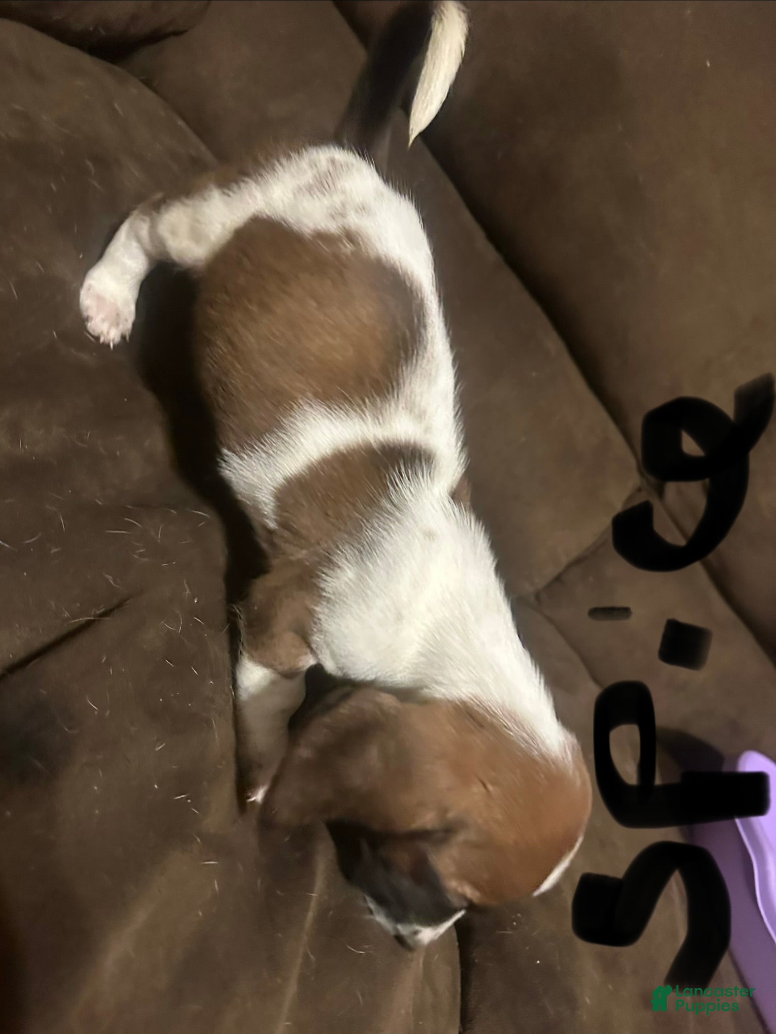 Basset Hound dogs Spice  - Ad 2