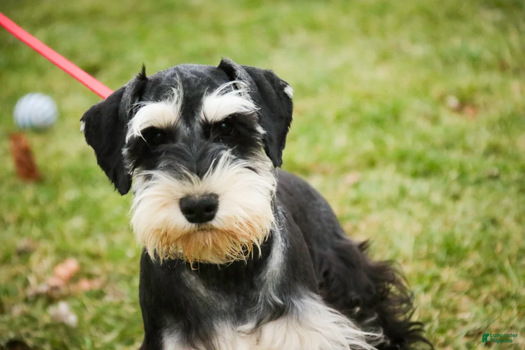 Miniature Schnauzer dogs for sale: Frederic - Ad 1