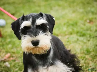 Miniature Schnauzer dogs Frederic - Ad 30