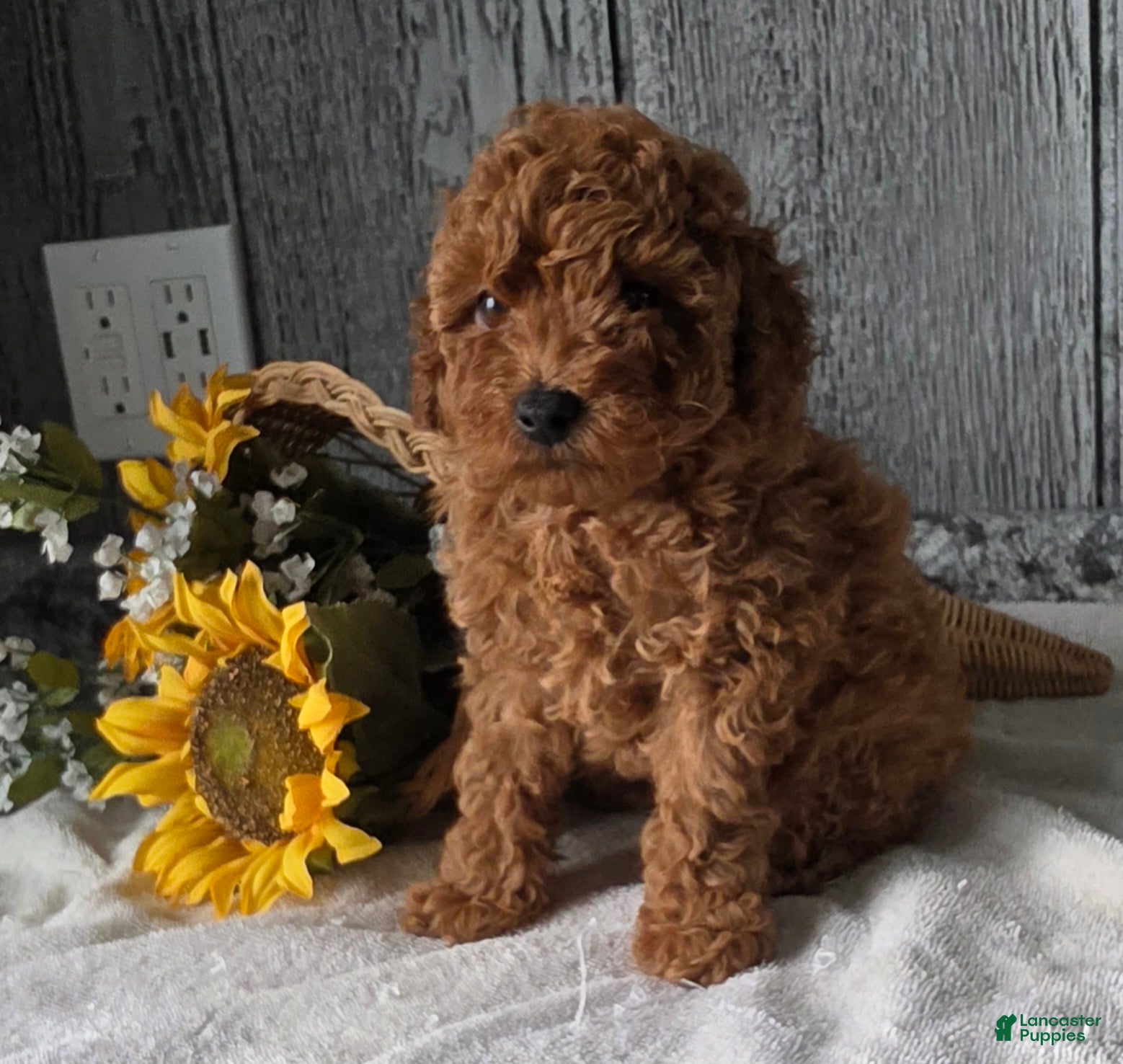 Toy Poodle dogs Quinn - Ad 2