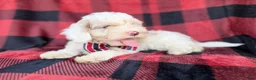 Cockapoo dogs for sale: Slade - Ad 6