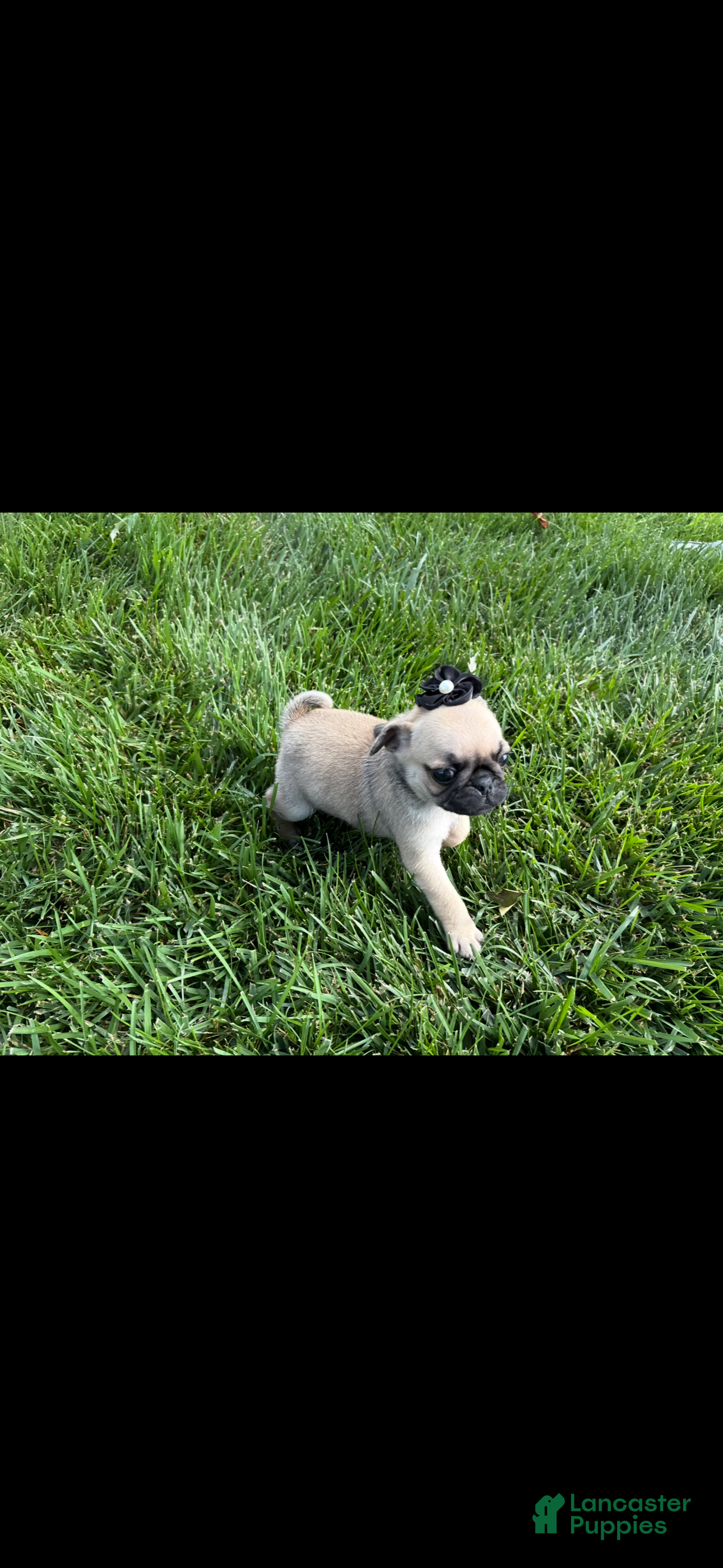 Pug dogs Daisy - Ad 1