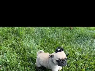 Pug dogs for sale: Daisy - Ad 3