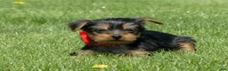 Yorkshire Terrier dogs for sale: Cookie - Ad 5