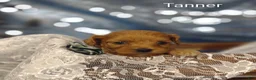 Cavapoo dogs for sale: Cavapoo 2 Tanner - Ad 9
