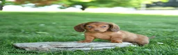 Miniature Dachshund dogs for sale: Sundae - Ad 3