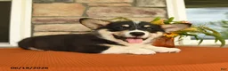 Welsh Corgi Pembroke dogs for sale: Danny - Ad 3