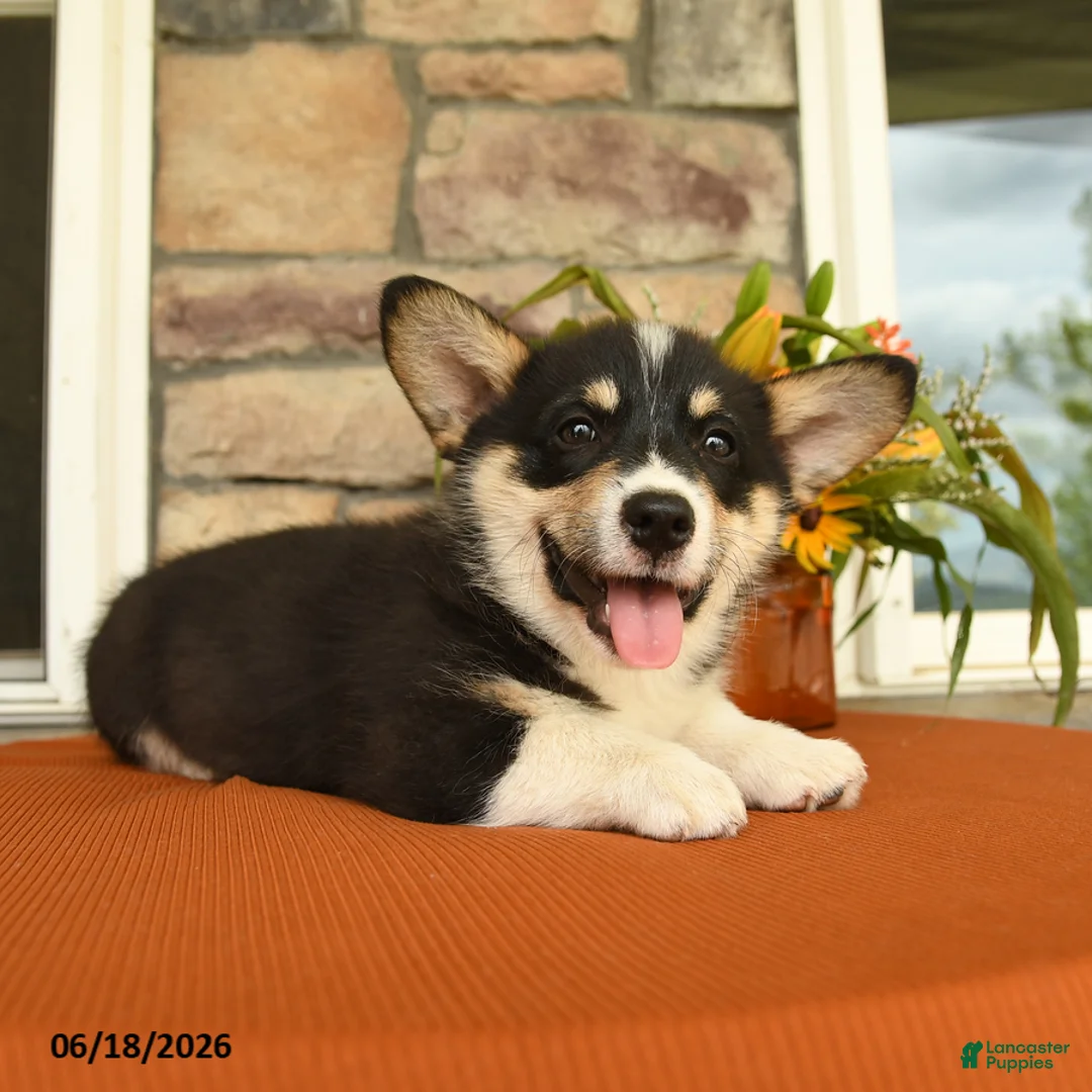 Welsh Corgi Pembroke dogs for sale: Danny - Ad 3