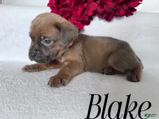 Cane Corso dogs Blake - Ad 28