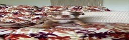 English Bulldog dogs for sale: English Bulldog 3 - Ad 8