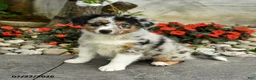 Australian Shepherd dogs for sale: Ava  - Ad 3