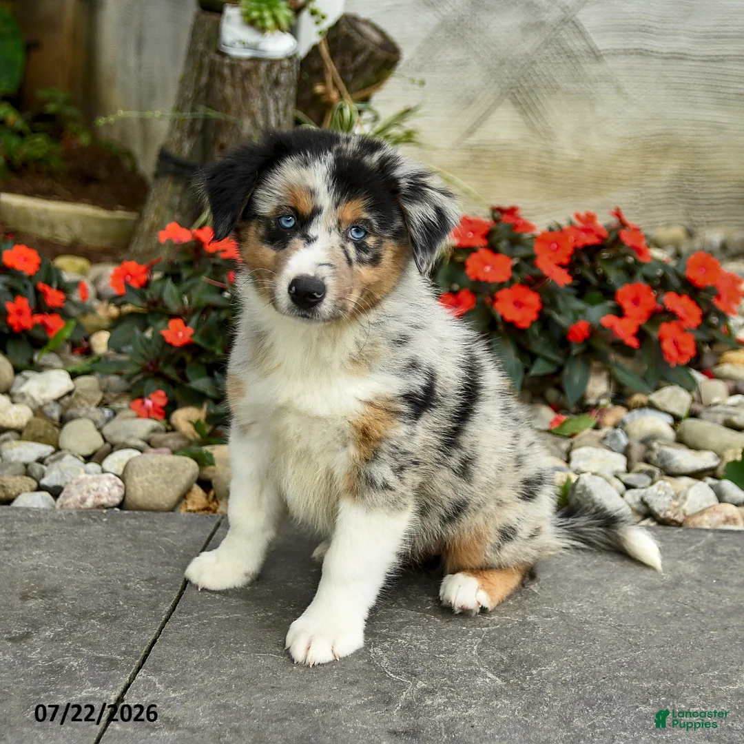 Australian Shepherd dogs for sale: Ava  - Ad 3
