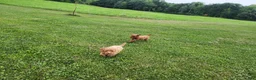 Miniature Poodle dogs for sale: Buster  - Ad 7