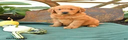 Golden Retriever dogs for sale: Arlo - Ad 1