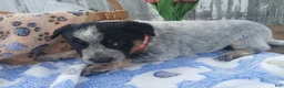 Australian Cattle Dog dogs for sale: Australian Cattle Dog Puppy 1 Whistle - Ad 3