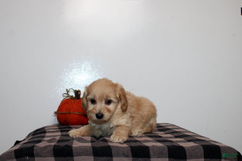 Mini Goldendoodle dogs Draylen - Ad 8