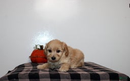 Mini Goldendoodle dogs for sale: Draylen - Image 1