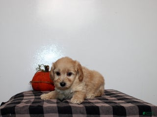Mini Goldendoodle dogs - Ad 35