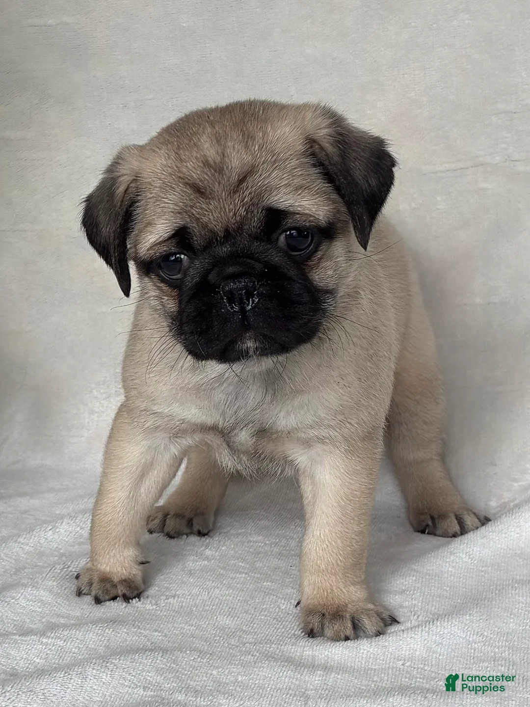 Pug dogs for sale: Bella - Ad 4