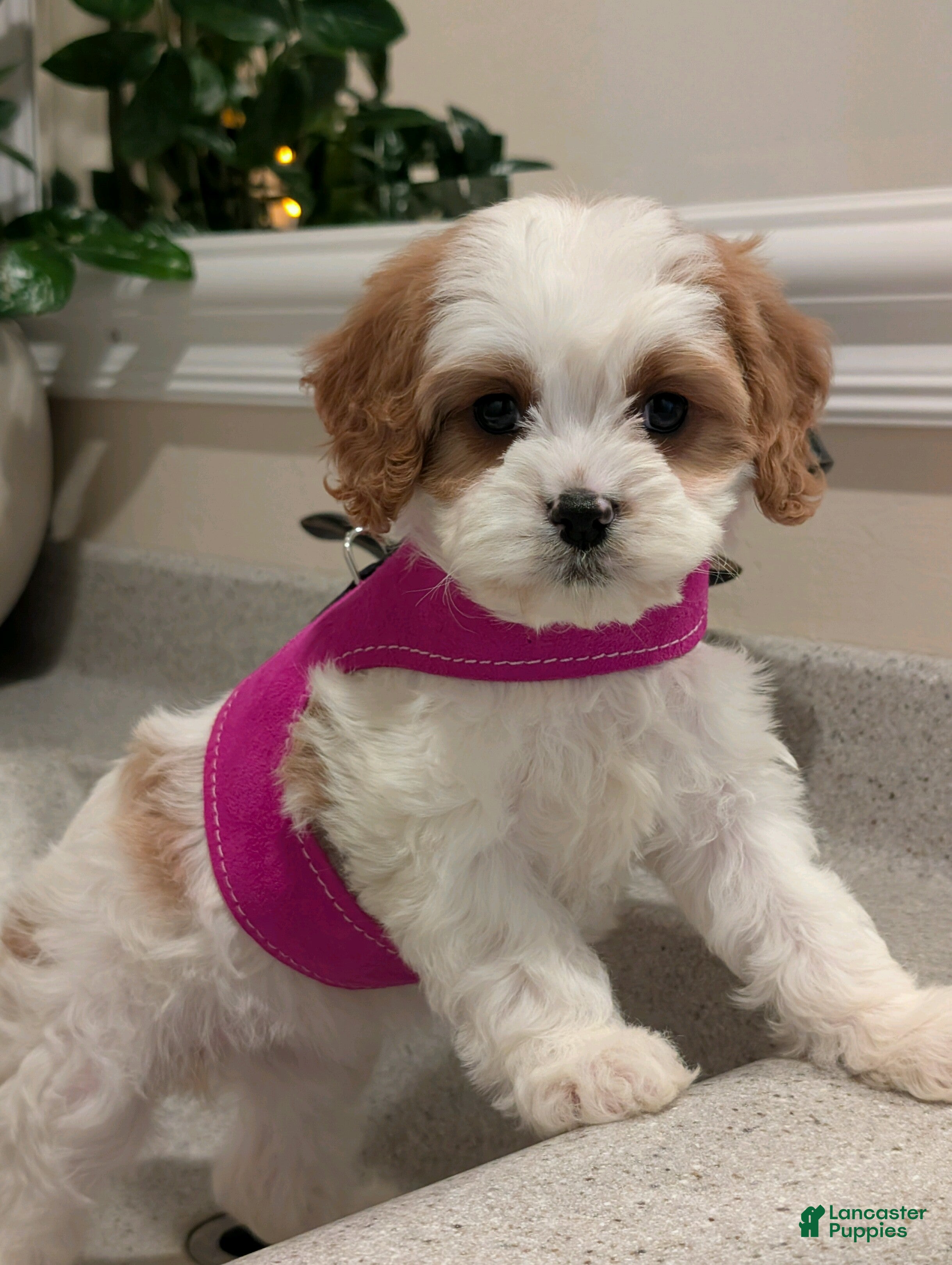 Cavapoo dogs Betsy  - Ad 1