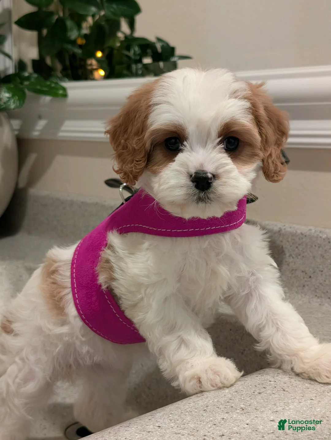 Cavapoo dogs for sale: Betsy  - Ad 1