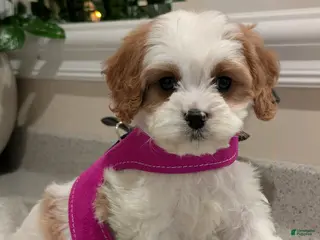 Cavapoo dogs for sale: Betsy - Ad 4