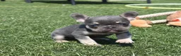 French Bulldog dogs for sale: Warrior  - Ad 4