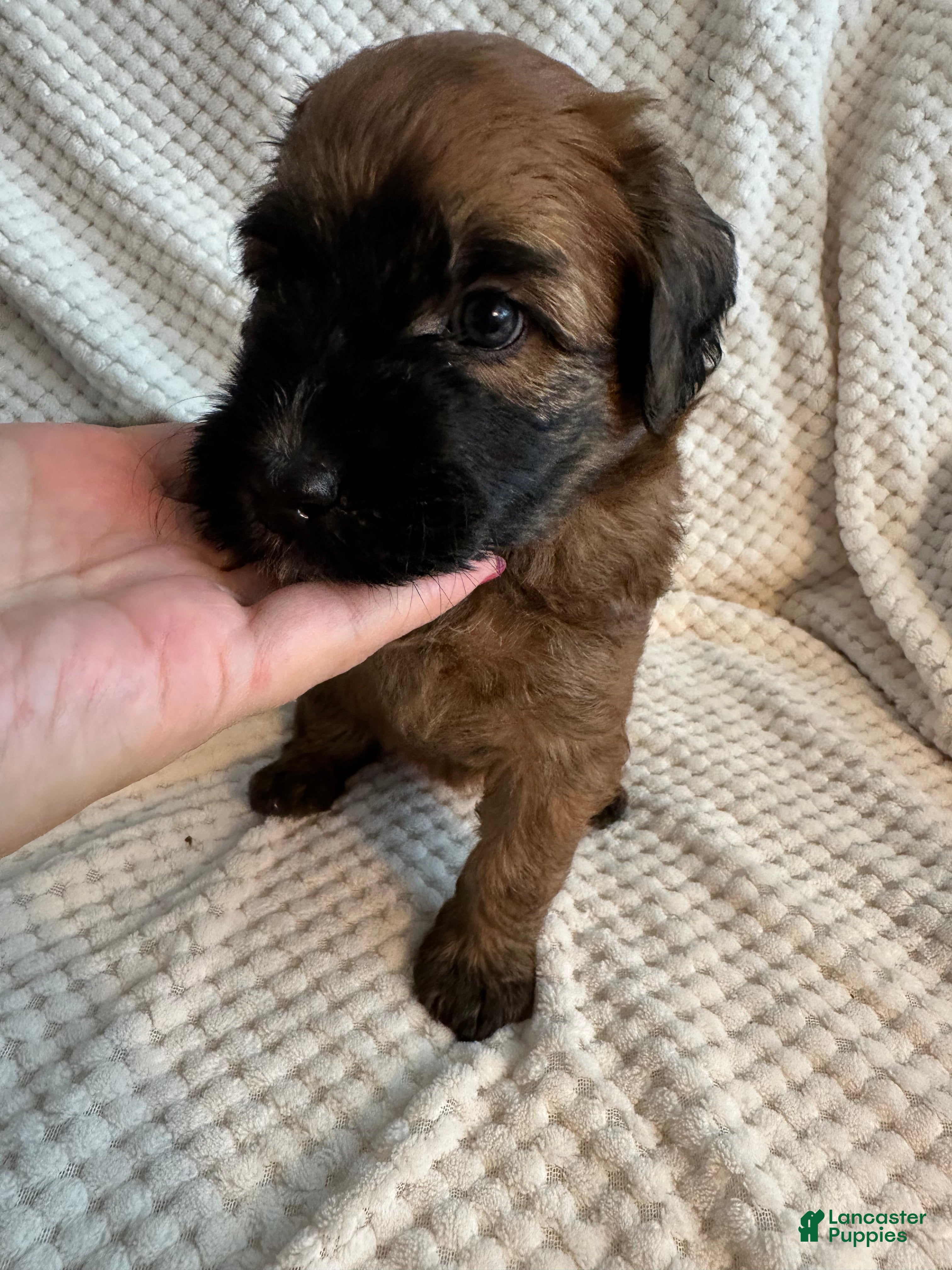 Mixed Breed dogs Yellow collar girl  - Ad 2