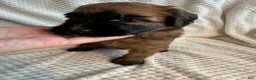Mixed Breed dogs for sale: Yellow collar girl  - Ad 2