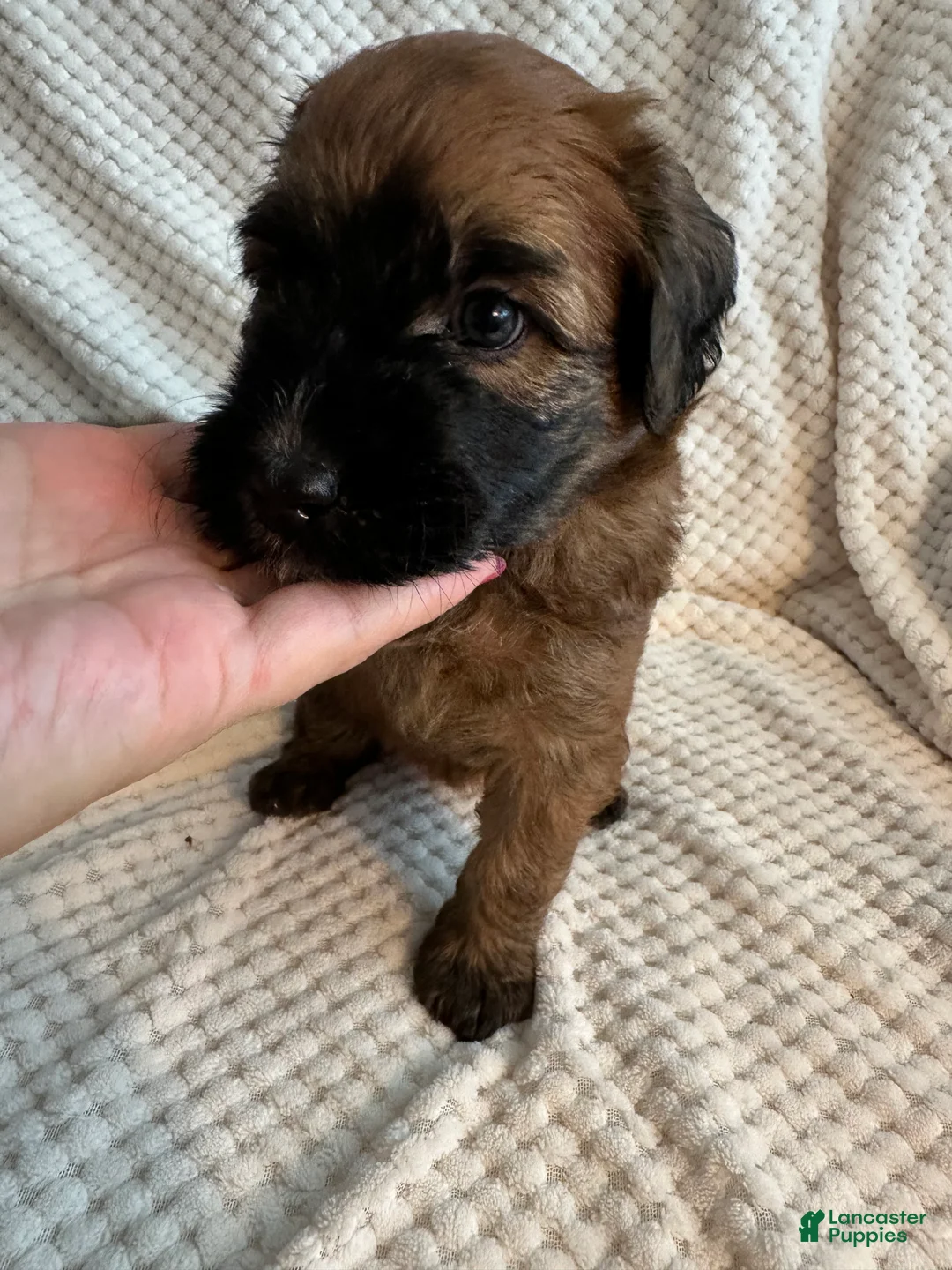 Mixed Breed dogs for sale: Yellow collar girl  - Ad 2