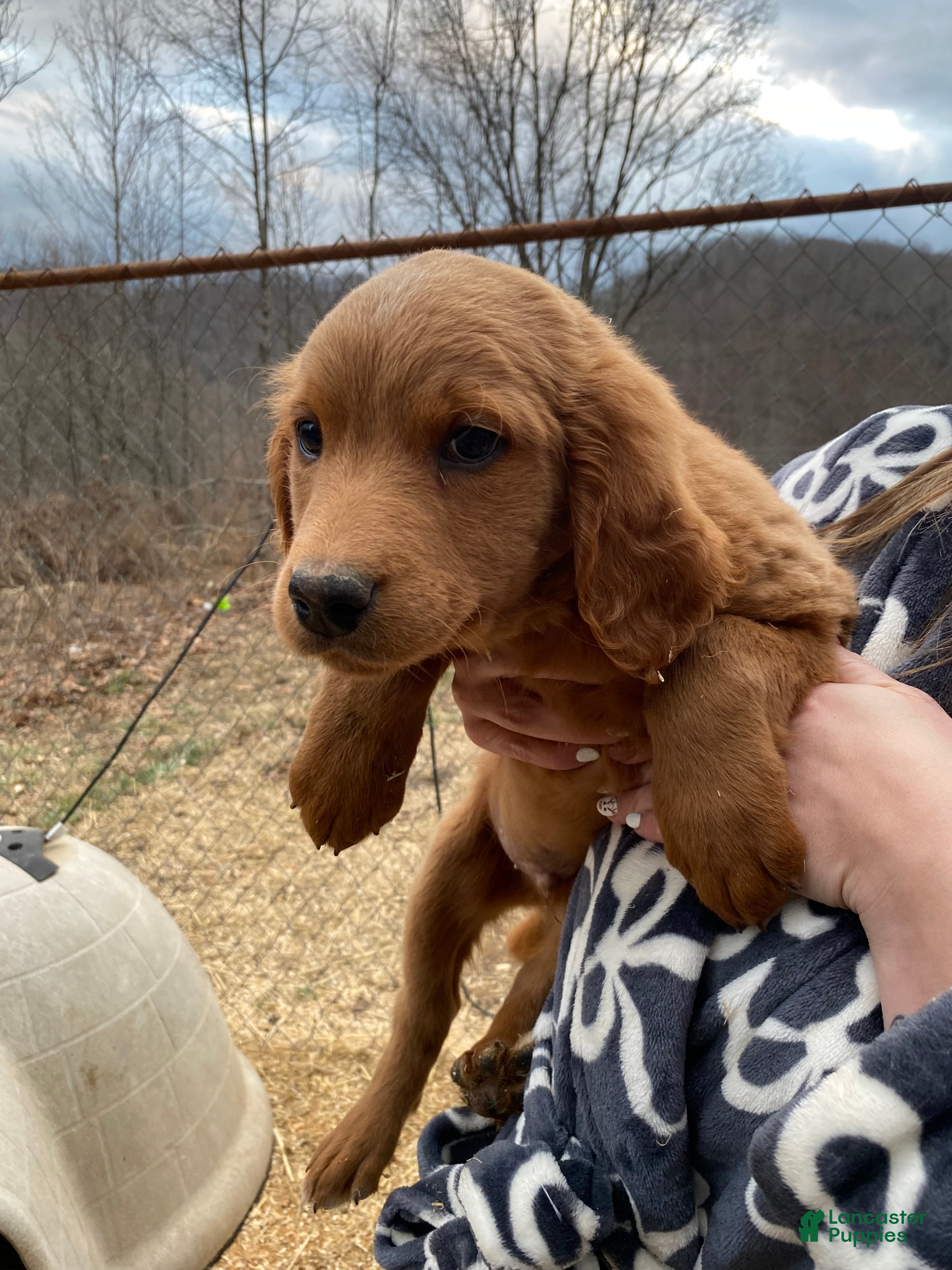 Mixed Breed dogs Willy - Ad 36